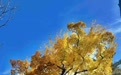 金色吉林 | 百木园“黄金树”真名揭晓：人家是色木槭，通体金黄是有科学道理的