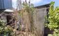 极目帮办｜楼顶养鸡种菜乱搭违建房，楼下居民叫苦不迭，社区承诺：将协同相关部门尽快解决