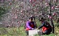 河北邢台：金秋时节 苹果飘香(4)
