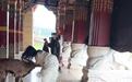 康定木雅大寺有游客被岩羊顶撞受伤，管委会：野生岩羊，自己跑过去玩的