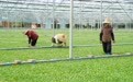 活力中国调研行丨嘉鱼蔬菜：科学种田菜满篮(1)