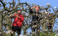 重庆永川：千树万树梨花开 农旅融合促增收(3)