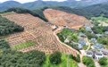 云南国产榴莲迎来采摘期
