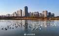 【“贵客” 即将抵达池州！】芦荻摇曳，秋水澄澈。霜降之后，平天湖国家