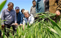 山东青岛：绿色增粮提单产 防灾减灾保丰收