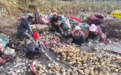 做强特色优势产业赋能振兴“加速度” 乡村“土特产”变成增收“金名片”