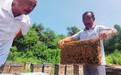 大山深处 蜂农酿出延寿“好味道”