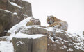雪后探访东北虎(14)