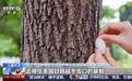 视频丨“以虫治虫”治理毛毛虫 北京派出11亿头“虫虫特工队”