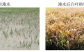 水稻育种新突破：中国科学家揭示免疫驯化机制与广谱抗病育种技术