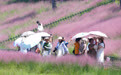 (3)南宁：粉黛花开迎客来