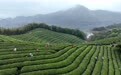 春茶飘香采摘忙(5)#