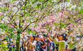 绚丽的晚樱喜迎“清明”赏花客