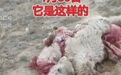 牧民称22头骆驼被狼咬死，最大的有1200多斤损失惨重，官方回应