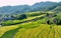 福建罗源：梯田染金迎丰收(2)