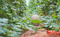 一颗哈密瓜链出戈壁亿元甜蜜产业