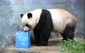 旅美大熊猫“宝力”迎来5岁生日(7)