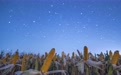 星空相册丨“星”耀“北大仓”：黑土地上演别样丰收浪漫(5)#