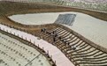 新疆：“乔、灌、药”立体织密绿色屏障 沙产业助力绿富同兴(12)