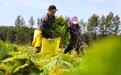黑龙江北大荒：有机白菜进入采收季(4)#
