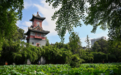 招生专业有新增！四川大学2026年普通本科招生章程公布