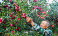 内蒙古通辽：甜蜜的收获(3)