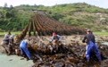 “海上粮仓”——福建霞浦迎来海带丰收季(7)