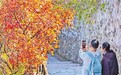 香山红叶变色率是如何算出的？