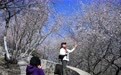北京园博园山桃花绽放(2)