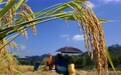 诗意中国丨乐哉今岁事，天末稻云黄(9)#