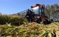 产粮第一大省黑龙江迎来收获季(9)#