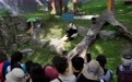 旅美大熊猫“宝力”迎来5岁生日(4)