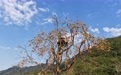 浙江诸暨：乡村柿子迎丰收(2)
