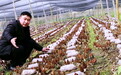 一菌兴一业，绵阳昊天农业绘就乡村振兴新图景