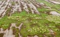 江苏东台：条子泥湿地成麋鹿繁衍生息乐园(5)#