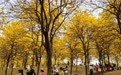 花开万里 共赴春光(7)#