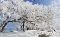 纵览山河美 心醉牡丹江｜冬季篇第七期：雪城雾凇·冰玉满枝