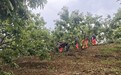 采菇之旅变险境，深山突遭野蜂袭！怀柔消防冒雨救援