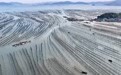 “海上粮仓”——福建霞浦迎来海带丰收季(10)