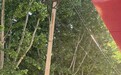 郑州街头法桐树飞絮密集宛如飘雪，有市民称眼睛和鼻子过敏，园林部门回应