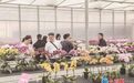 超200种新款蝴蝶兰亮相同安 “厦门智造”花卉品种加速出海