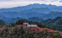 百亩高山杜鹃迎客来(2)