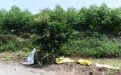 焦点丨莫让农资废弃物在田间“流浪”(7)