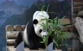 旅美大熊猫“宝力”迎来5岁生日(6)