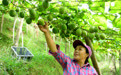 广西龙胜：又到罗汉果收获时(2)#