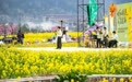 贵州贵定：金色花海绽春光(2)
