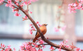 冬樱花开引鸟来