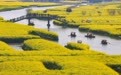 油菜花开乐游人#