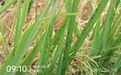 虫口夺粮：多地发出紧急通知，警惕稻飞虱暴发成灾