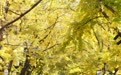 辽宁丹东“秋日经济”升温(6)